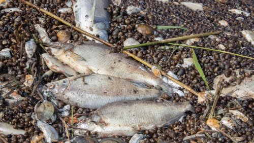 Fischsterben in der Oder: Die nächste Oderkatastrophe naht – und keinen kümmert’s