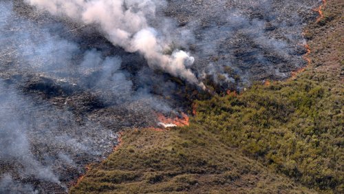 Auswertung von Satellitenbildern: Regenwaldzerstörung an Brasiliens Ostküste nimmt drastisch zu