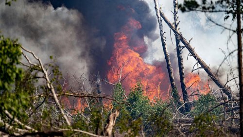 Mangelhafter Waldbrandschutz: »Das Problem wird Ausmaße annehmen, die wir bisher nicht kannten«