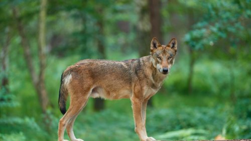 Fast 1200 Kilometer – Wolf wandert von Niedersachsen bis Katalonien 