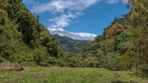 Hilferuf aus dem Dschungel: Panamaischer Politiker stürzt mit Helikopter ab – und meldet sich per Video