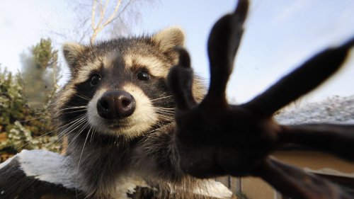 Invasion der Waschbären: Feind mit Knopfaugen