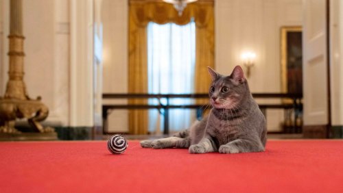 Die Bidens haben ein weiteres Haustier: Eine neue »First Cat« für die USA