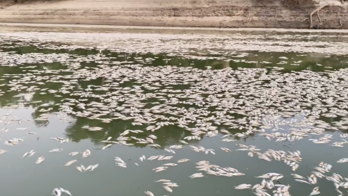 »So weit das Auge reicht«: Millionen tote Fische treiben in australischem Fluss