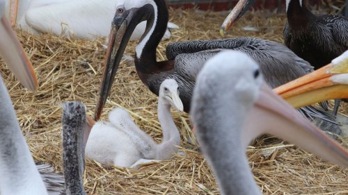 Adoption im Tierreich: Männliches Pelikanpärchen im Tierpark Berlin brütet Küken aus