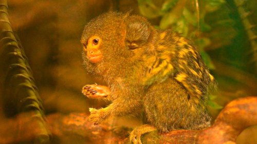 Drei Zentimeter kleine Affenbabys geboren 