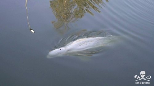 Hoffnung für weißen Wal: So soll der Beluga aus der Seine gerettet werden