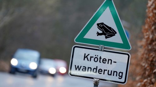 Gericht hebt Straßensperrung zum Schutz von Kröten auf 