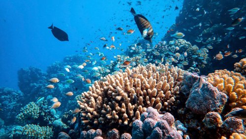Echter Umweltschutz oder Trick?: Das steckt hinter dem Marketinghype um »korallenfreundliche« Sonnencreme