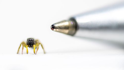 Erstaunliches Spinnenverhalten: Sie träumt vielleicht von einer fetten Fliege