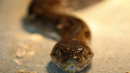 Byron Bay in Australien: Schlange zerrt Fünfjährigen in Pool – Großvater springt hinterher