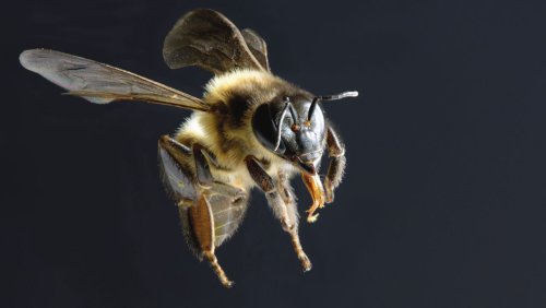 Was tun, wenn Bienen attackieren?: »Da kann man ruhig rennen und Haken schlagen«