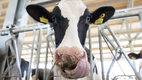 Molkereiprodukte werden billiger: Milchpreis bei Aldi rutscht unter Ein-Euro-Marke