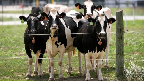 Ein einziger Kontakt soll Vogelgrippe auf US-Kühe übertragen haben 