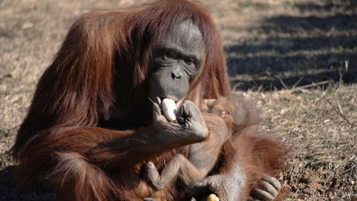 Bedrohte Affenart: Stillende Zoomitarbeiterin bringt Oran-Utan-Mutter das Säugen bei