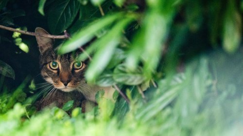   
  »Wir kommen nicht darum herum, Katzen zu erlegen« 
