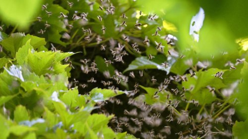 Umstrittene Studie zum Insektensterben: »Alles ausschließlich auf Wetter und Klima zu reduzieren: Das ist zu einfach gedacht«