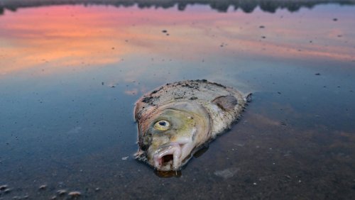 Tote Fische in der Oder: Erst kam das Salz, dann die vielleicht tödlichen Algen