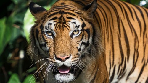 Erstmals seit 30 Jahren: Tiger kehren in thailändisches Naturreservat zurück