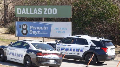 Mysteriöse Vorfälle im Zoo von Dallas: Polizei findet gestohlene Affen – und rätselt weiter