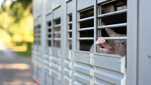 Betrieb im Emsland: Schweinepest erstmals in Niedersachsen nachgewiesen