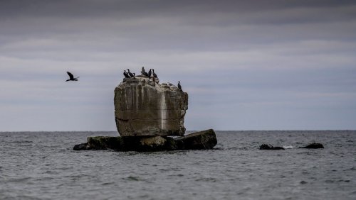 Dorschmangel in der Ostsee: Fressen Kormorane den Fischern die Fische weg?
