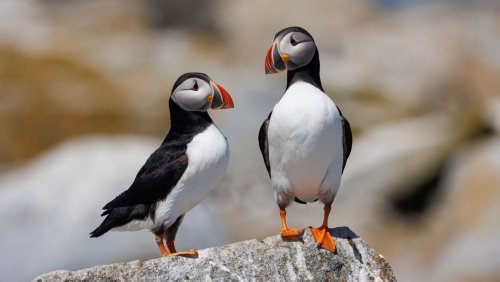 Beliebte Seevögel: Klimawandel gefährdet Nistplätze von Papageientauchern in Europa