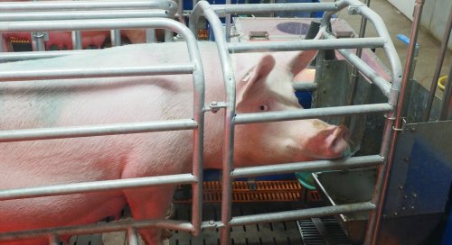 À Plouvorn, 80.000 cochons polluent l'eau, l'air et la démocratie locale