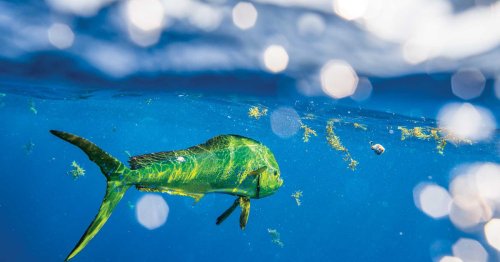 Saltwater Game Fish - cover