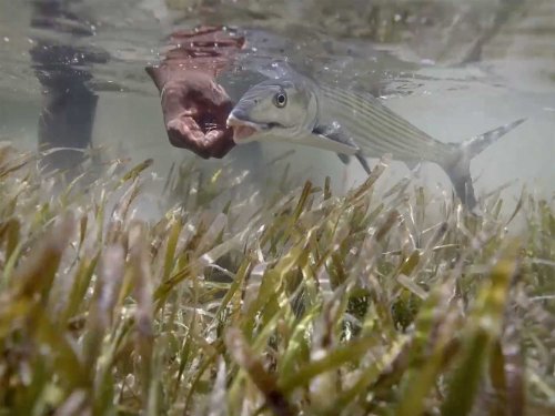 Protect the Blue: Faces of Conservation in the Florida Keys – Islamorada