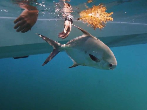Protect the Blue: Faces of Conservation in the Florida Keys – Key West