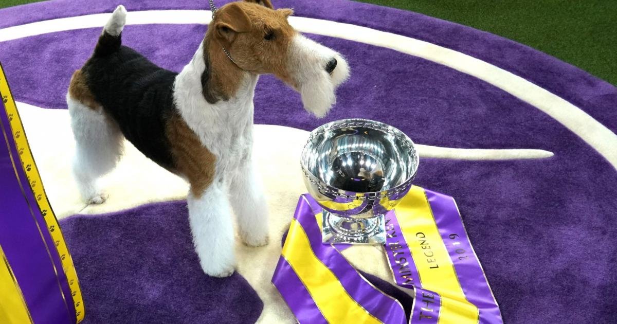 Westminster Dog Show schedule 2020: Dates, TV channels, live stream & list of past winners