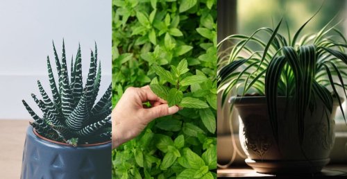 Top 7 Oxygen-producing indoor plants for your home