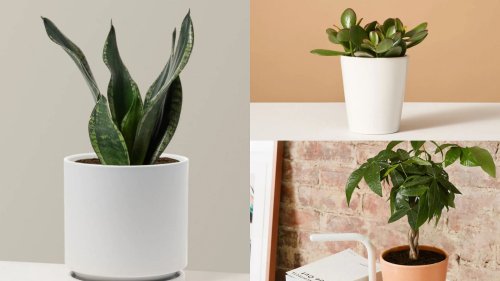 7 Best small plants for the office desk
