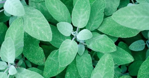 10 Medicinal Benefits of Sage That Will Amaze You