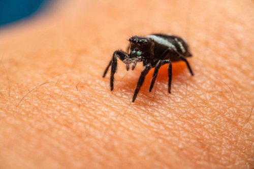 Common symptoms of tick bite you need to know