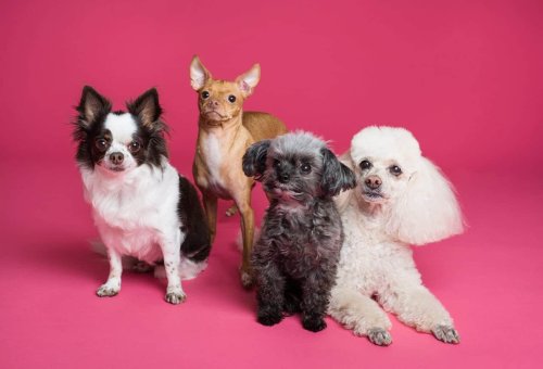 National Pet Day: Top Pet Influencers to Follow for Cute & Informative Content