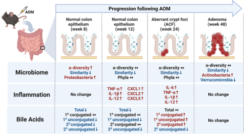 Investigation of the gut microbiome, bile acid composition and host immunoinflammatory response in a model of azoxymethane-induced colon cancer at discrete timepoints
