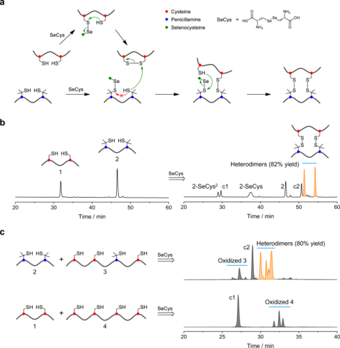 De novo design and directed folding of disulfide-bridged peptide heterodimers