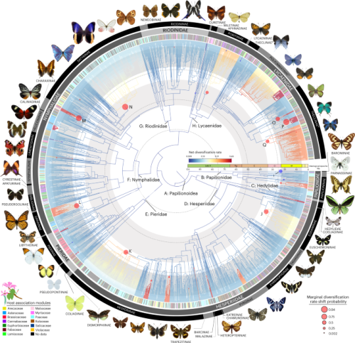 A global phylogeny of butterflies reveals their evolutionary history ...