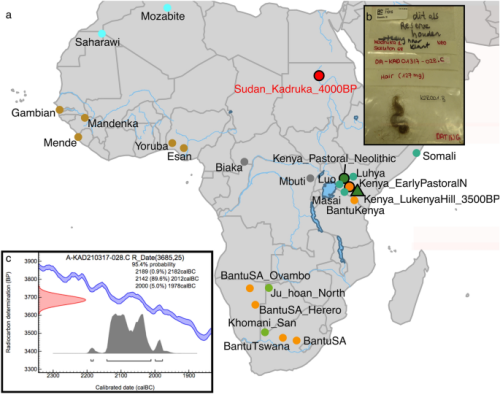 4000-year-old hair from the Middle Nile highlights unusual ancient DNA degradation pattern and a potential source of early eastern Africa pastoralists