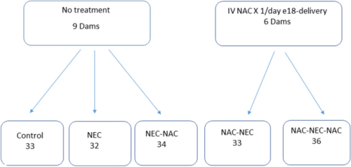 Intestine and brain TLR-4 modulation following N-acetyl-cysteine treatment in NEC rodent model