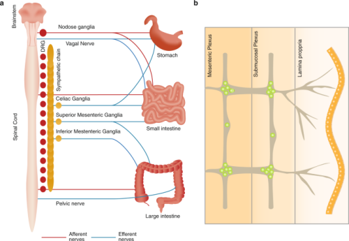 The intestinal neuro-immune axis: crosstalk between neurons, immune cells, and microbes