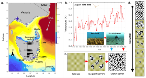 Climate-driven invasion and incipient warnings of kelp ecosystem collapse