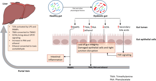 Host-microbiome interactions: Gut-Liver axis and its connection with other organs