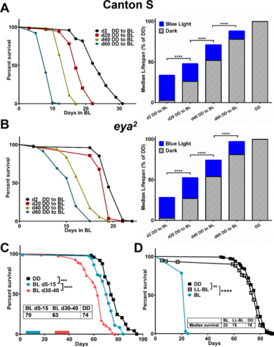 Age-dependent effects of blue light exposure on lifespan, neurodegeneration, and mitochondria physiology in Drosophila melanogaster