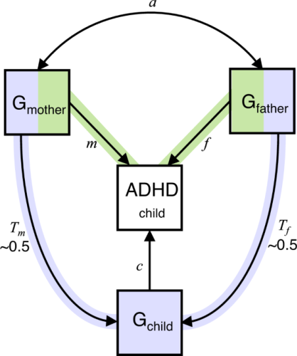 Genetic nurture versus genetic transmission of risk for ADHD traits in ...
