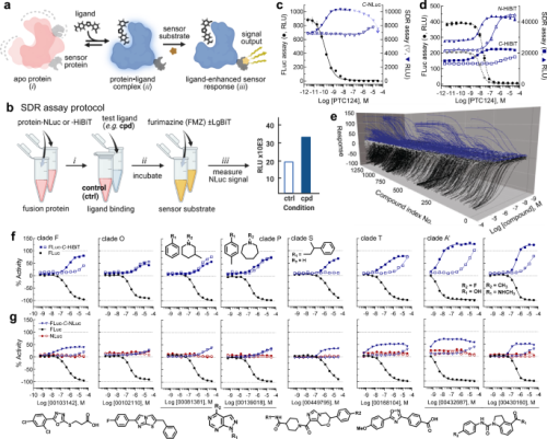 A general assay platform to study protein pharmacology using ligand-dependent structural dynamics
