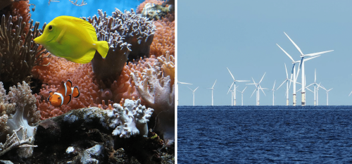 Using ocean wind farms to help coral reefs