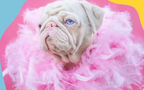Meet Milkshake: The Rarest Pink Pug On the Planet (Plus His Favorite Things He Can’t Live Without)
